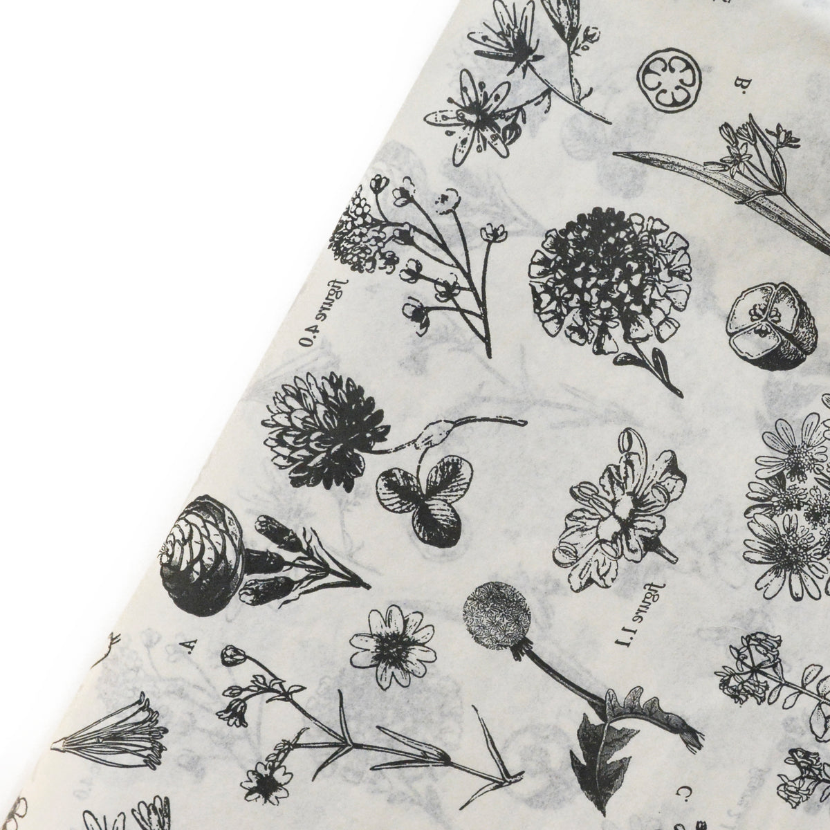 Botanical Illustration Tissue Paper