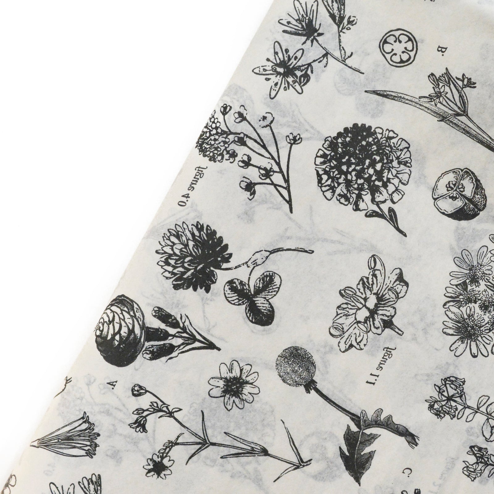Botanical Illustration Tissue Paper